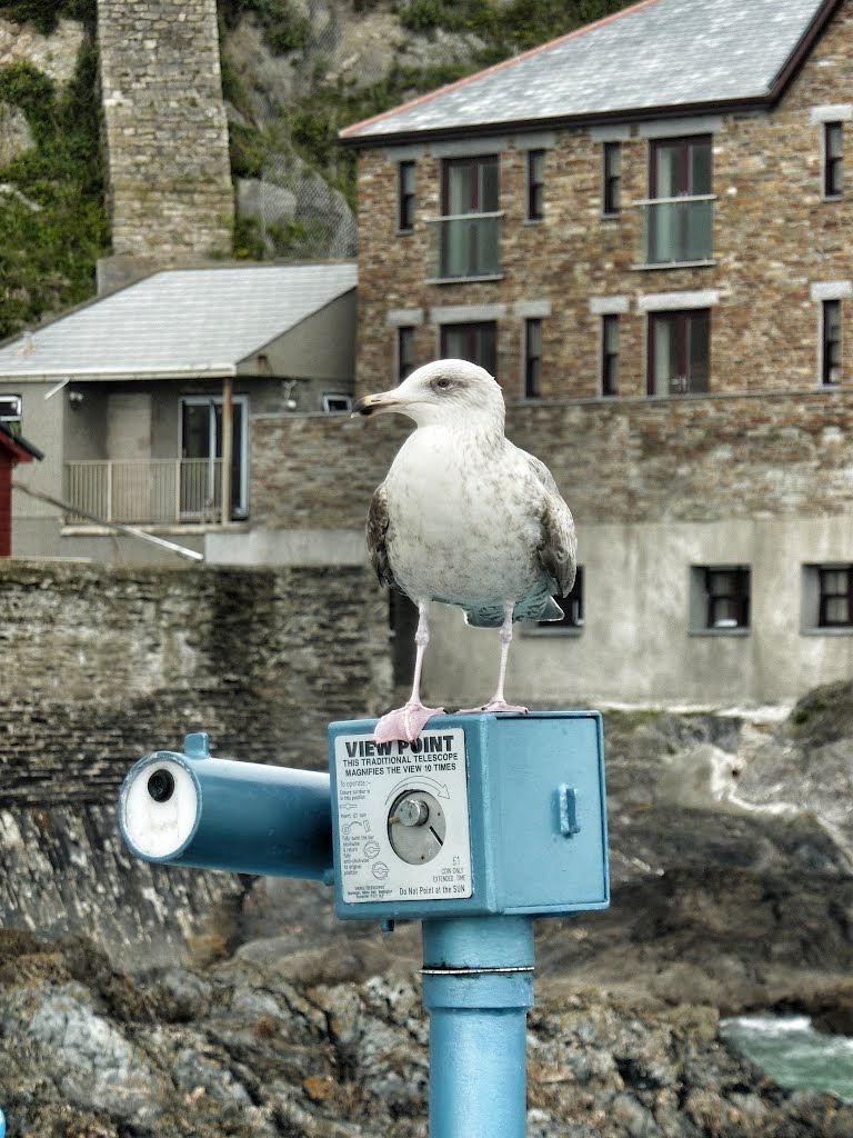 Mevagissey by dave hashdi