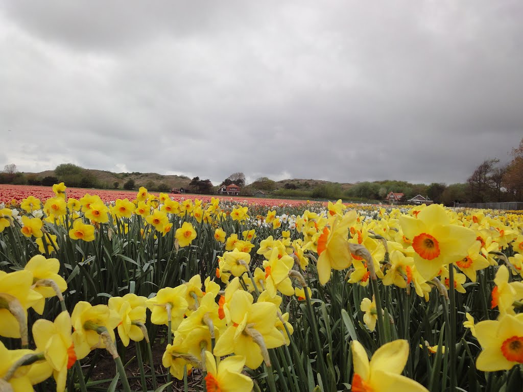 Flowerfield @ Egmond by XanderBW