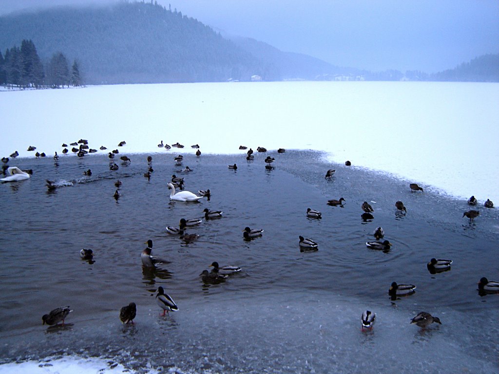 Lac gelé by domispinella