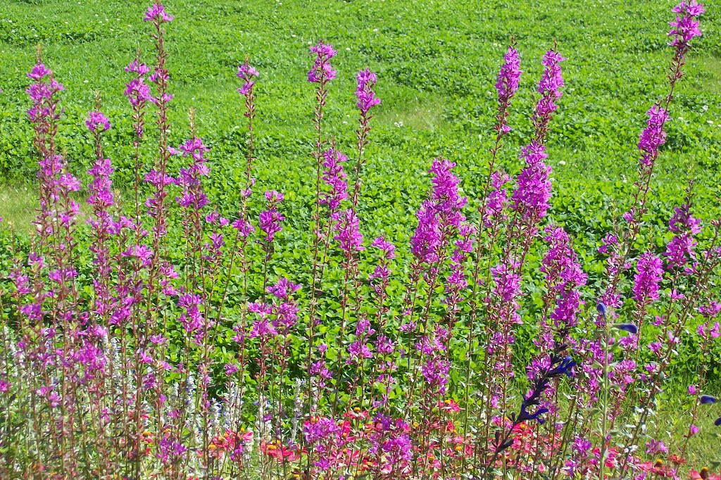 Landesgartenschau 2009 in Reichenbach, Nahaufnahme Blumen by jotri17