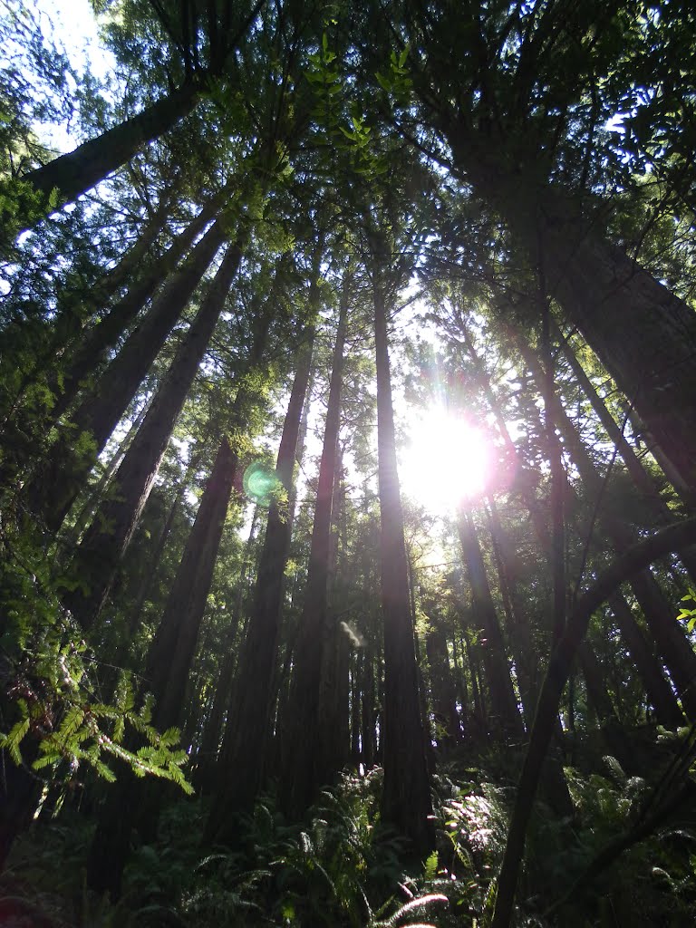 Marin County, CA, USA by Anja Radtke