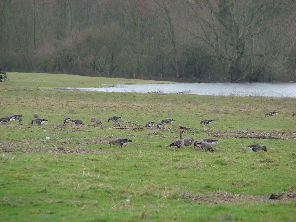 Niederrhein (Gänse) Januar 2012 by DortmundWestfalica