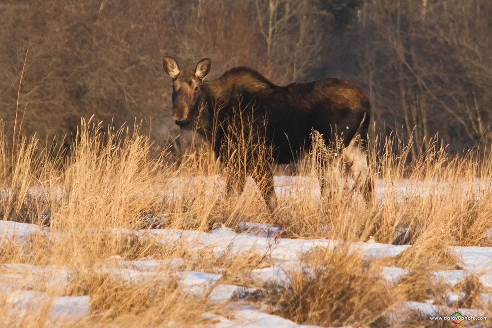 Urban Moose by Dajavu