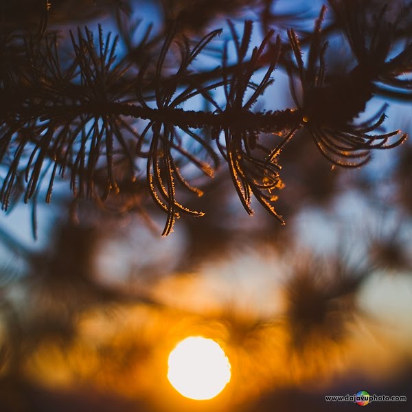 Mathews Park Frosty Sunset Silhouette by Dajavu