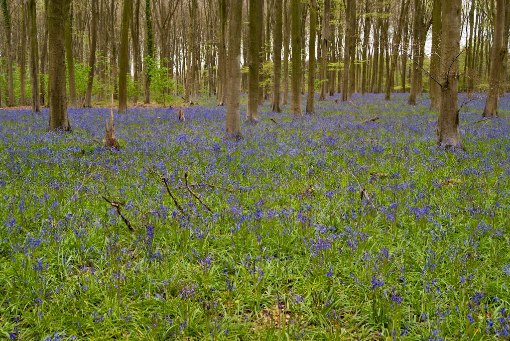 Bluebells by Hutchyp