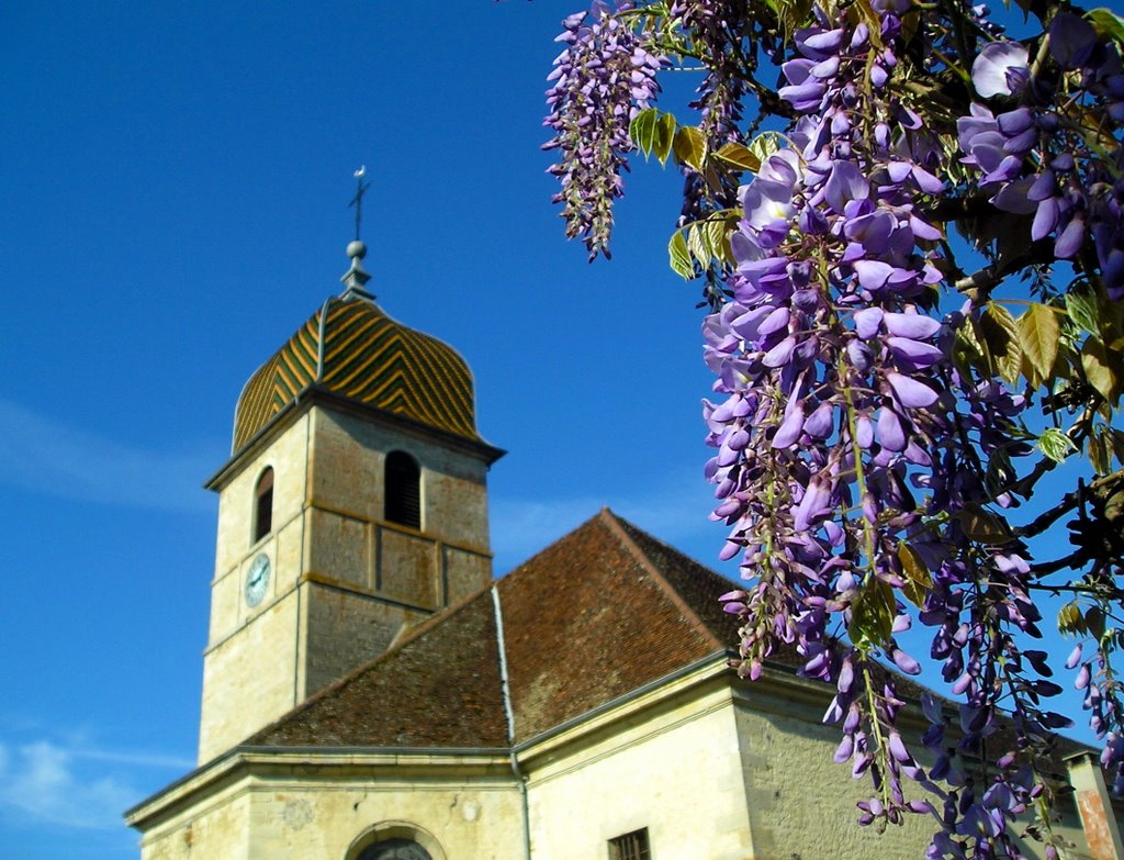 Glycine et clocher by titlis39