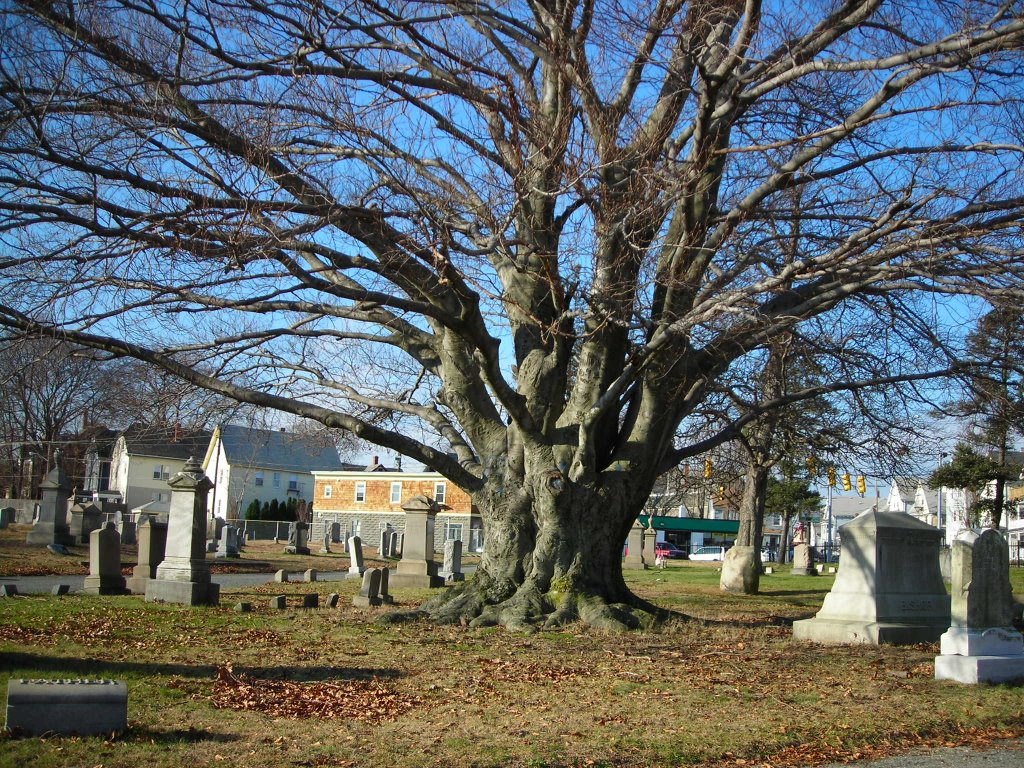 Old cemetery in Pawtucket - Vecchio cimitero di Pawtucket by Damiano Piras