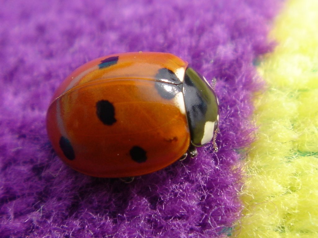 Ladybird by Jacek Wojnarski