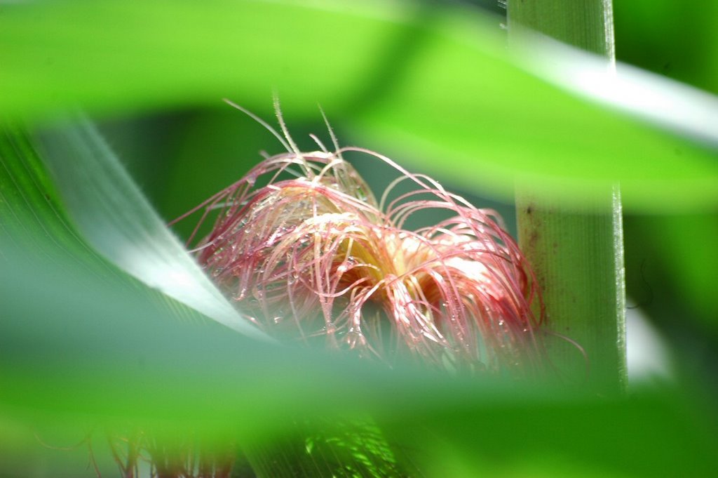 'Cheveux de nourriture', Bielersee by Marten Idema