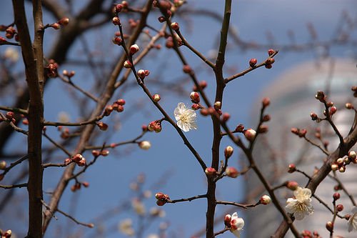 Ume by seikatsukun