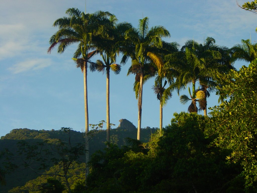 Palmeiras imperiais - Ruinas do Lazareto - Ilha Grande (12/2006) by Urias Takatohi