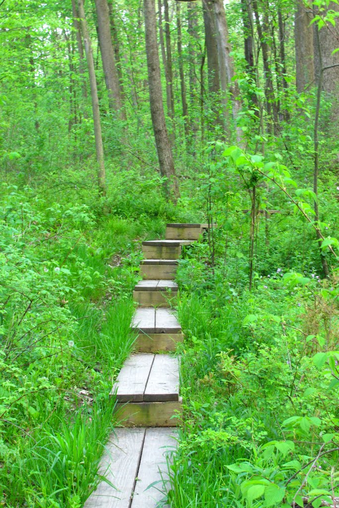 Steps on the boardwalk (Mary Beth Doyle Park) by UnagiUnagi