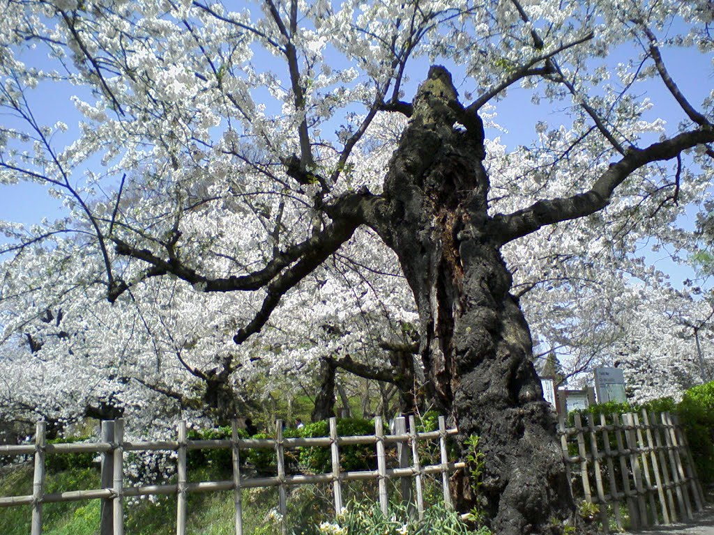 Blooming cherry tree stem also splits by addh Save Panoramio