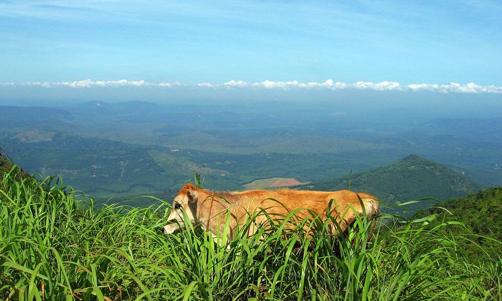 Meadows, PANCHALIMEDU, near Kottayam by Girish Kumar P J