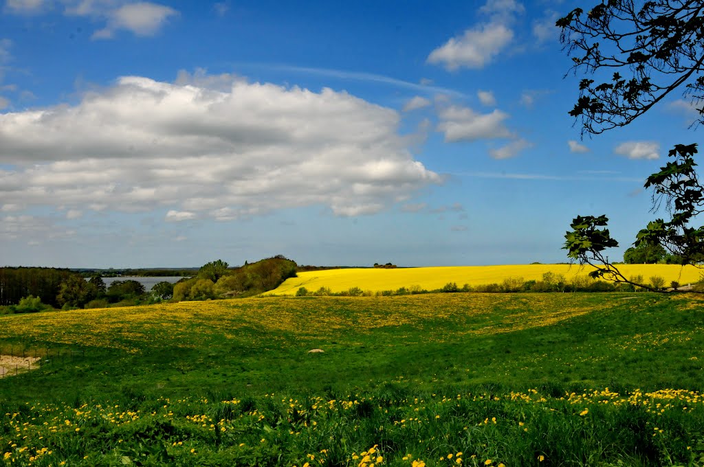 Rapsfelder in Leezen by CHARMING PICTURES - Reportage- und Reisefotog