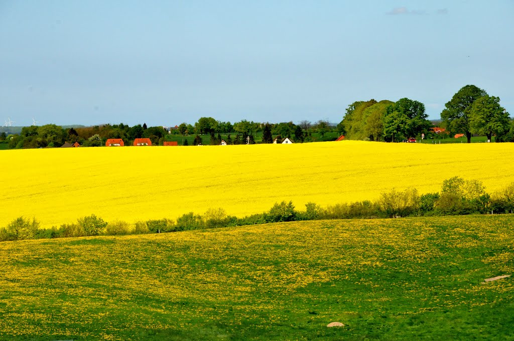 Rapsfelder in Leezen by CHARMING PICTURES - Reportage- und Reisefotog