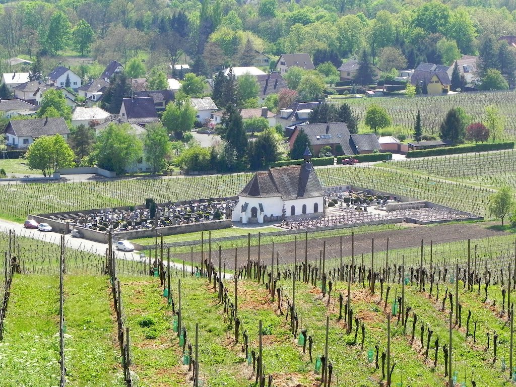 Wolxheim et sa chapelle au milieu des vignes au pied de l'Altenberg. by Michou47