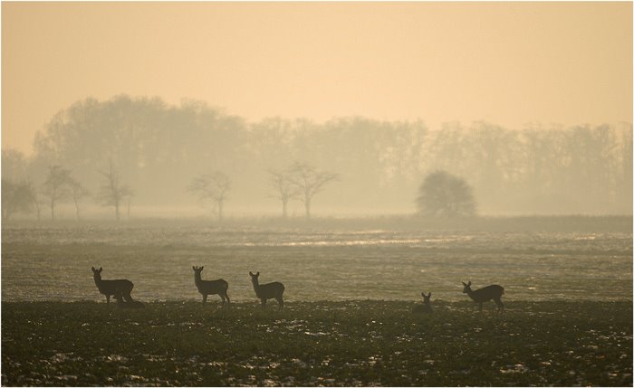 Deers at January Sunset by Burits Pál