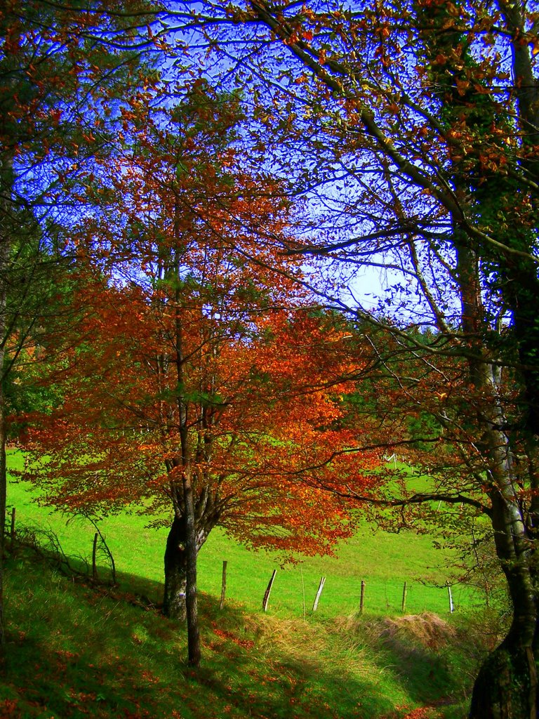 Los tonos del OTOÑO by Carlos Ramos De  Los Mozos