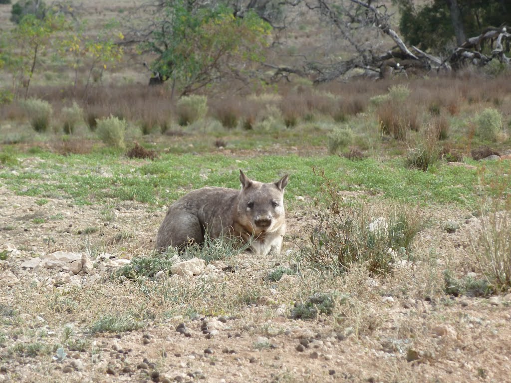 Blanchetown's big wild wombat by Matthew R Lee