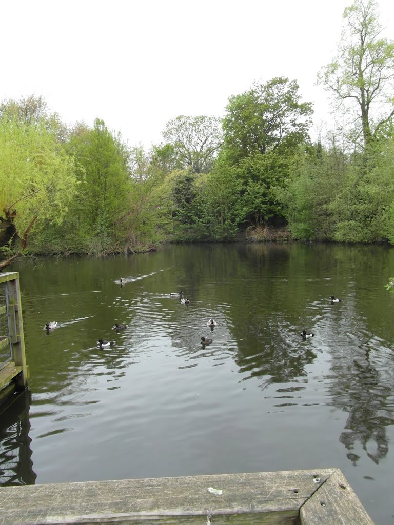 Lake in Waterlow Park by Shimmerxxx