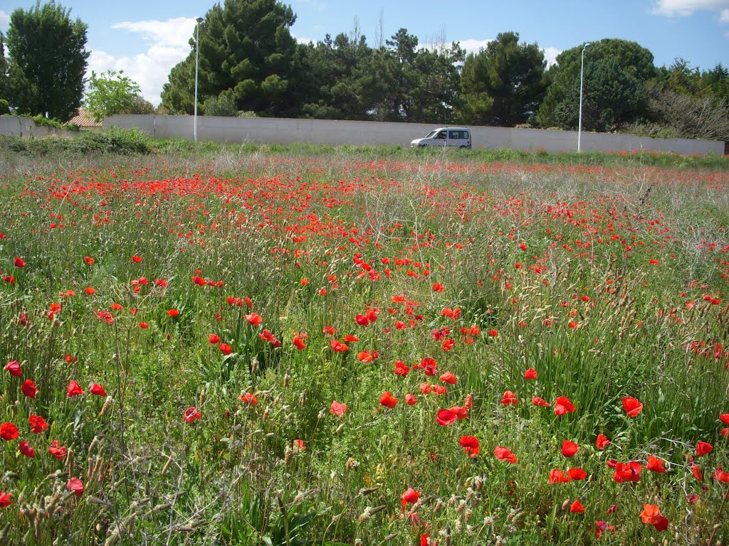 Balaruc les bains - Le champs aux coquelicots. by toledo49