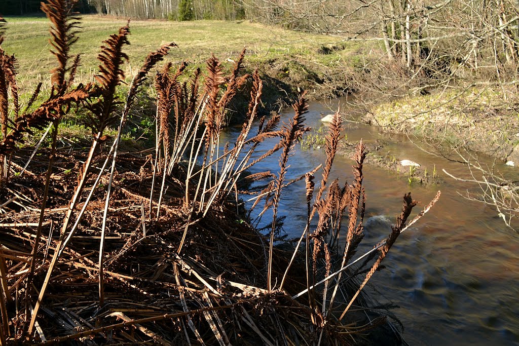 Spore bearing fronds of Matteuccia struthiopteris, the ostrich fern (Espoo, Lukbäcken, 20120501) by RainoL