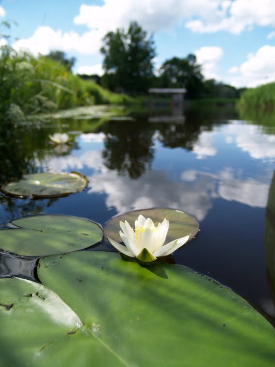 Waterlily at Karuskose by Ruukel