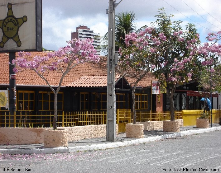 Campina Grande: Ipê em frente ao Saloom Bar by Elmano Pontes Cavalc…