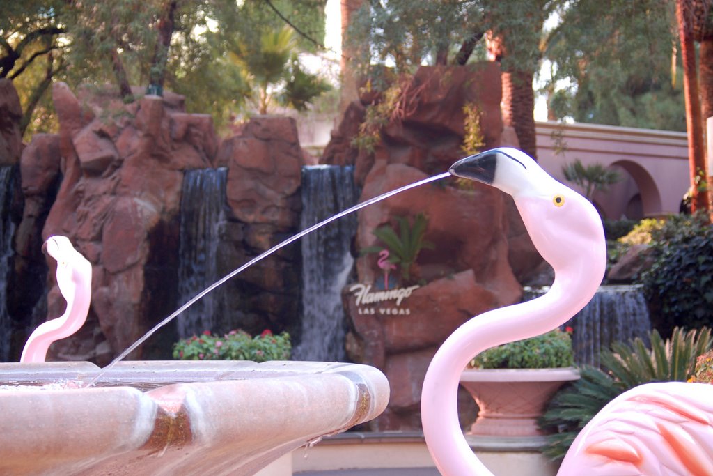 Flamingo Gardens by JHRiley