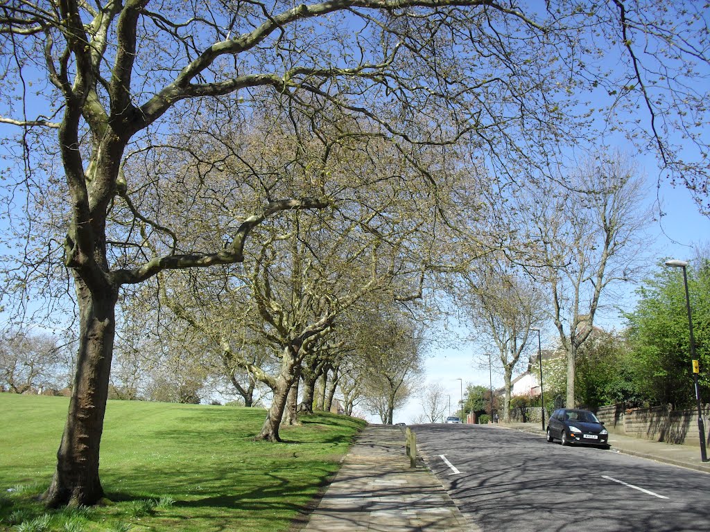 Spring on Foxcroft Road by gordo1958