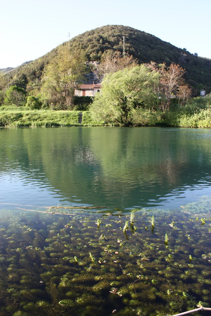 Alghe riflesse a Piediluco by Sandro Mosca