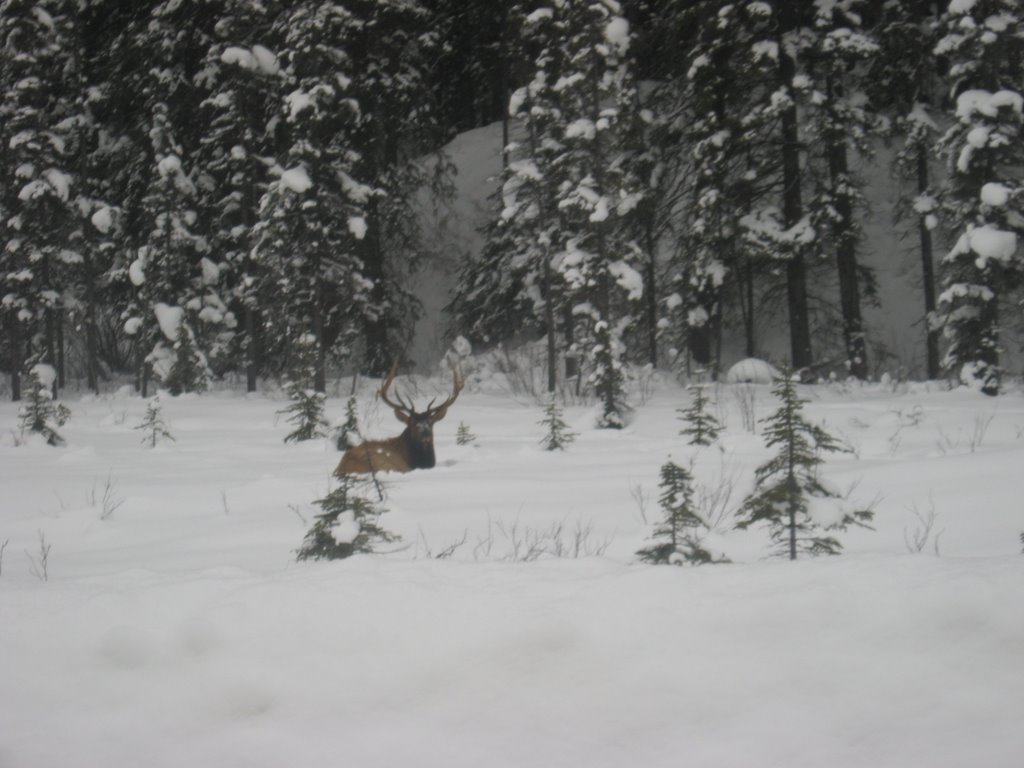 Elk on the road to Emerald Lake by Patricia A.