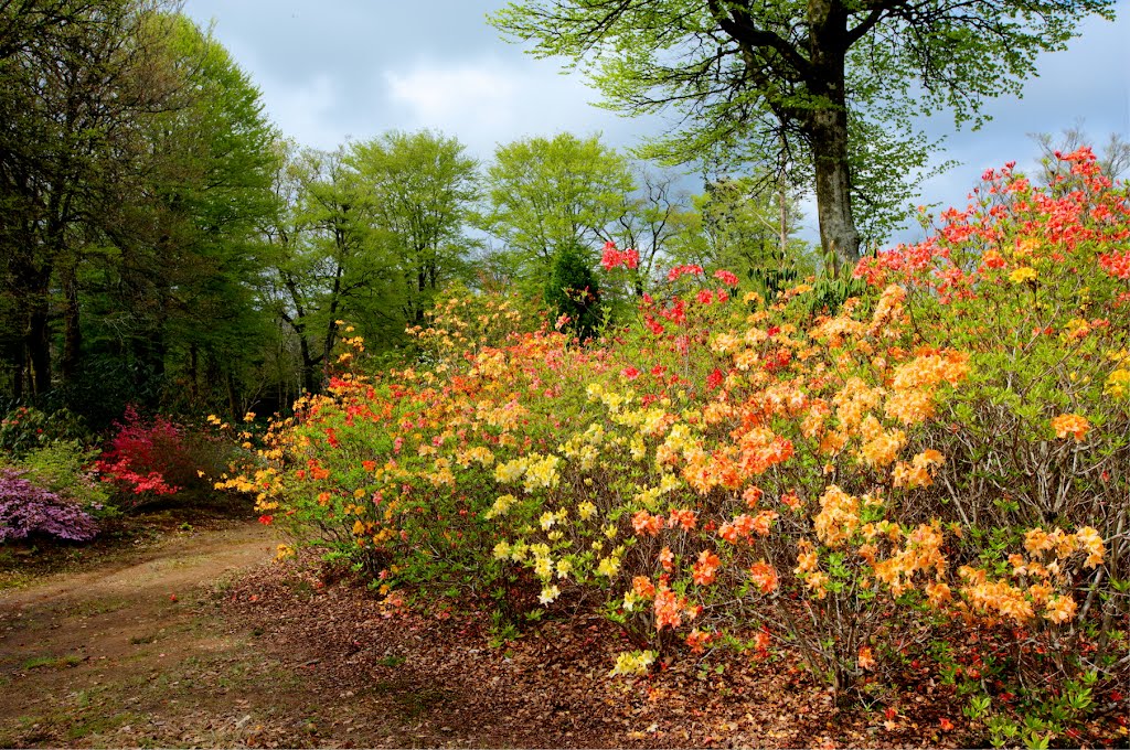 Boutiguery garden by BritPlom