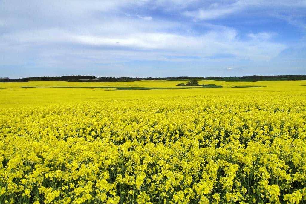 Garz / Rügen - gelb so weit man schaut by Rueganer