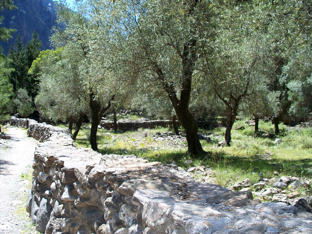 Beautiful olive grove near the village of Samaria by elizabethEstateAgency