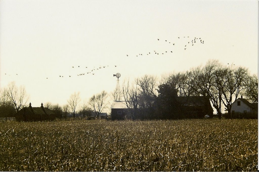 Sandhill Crane Migration by Blake of the Bluffs