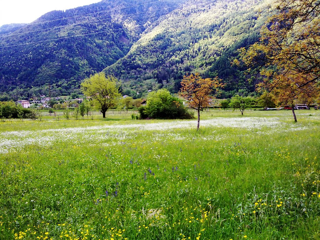 Storo - prati - Fieno e fiori by Angela Zuntini