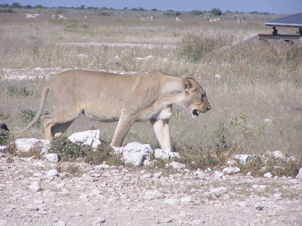 Lion at Gemsbok Vlakte by NormanBastiaans