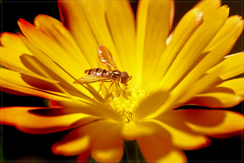 Schwebfliege auf einer Blüte - aufgenommen im NABU Insektengarten in Haseldorf by Juliane Herrmann