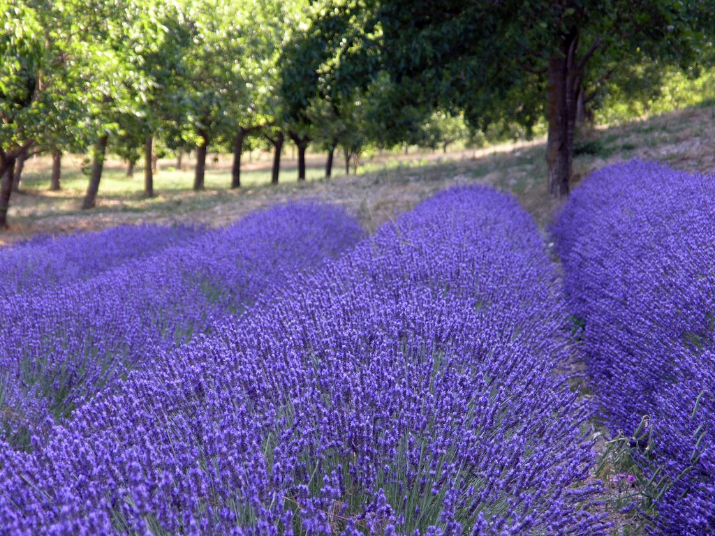 Lavender field in Provance by Kiss Ágnes