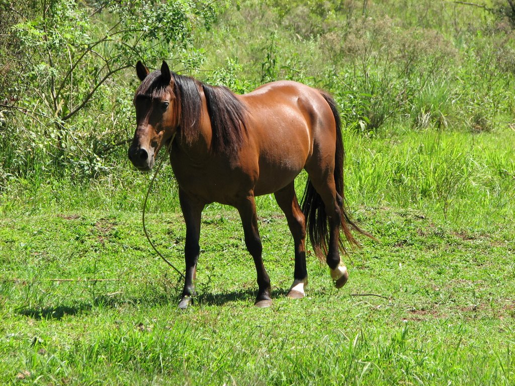 Cavalo de um Gaúcho - Danilo Veber - Erebango - RS by Cezar Mario Rech