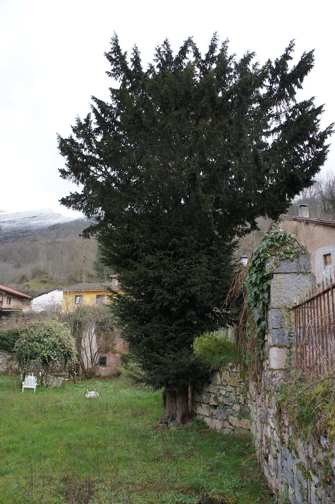 Tejo en Oseja. by La Casa del Chiflón (Bulnes)