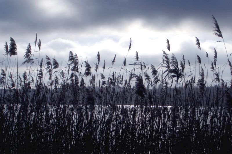 Reed by Martin Fredrich (bar…