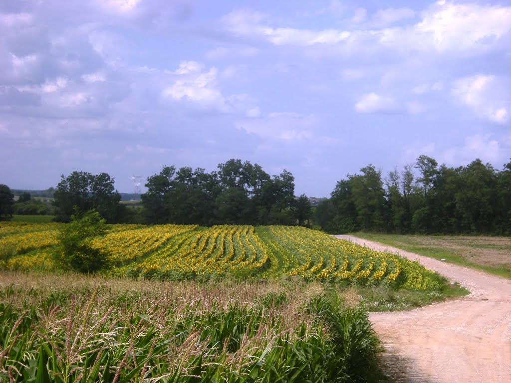 Janneyrias vers le chemin des Bruyères by Marc Lacelle