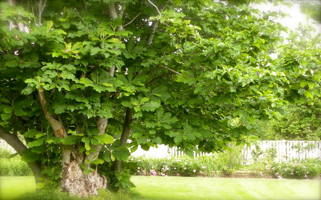 Tree at the Hermitage - Nashville TN by Pieter en Marianne van de Sande