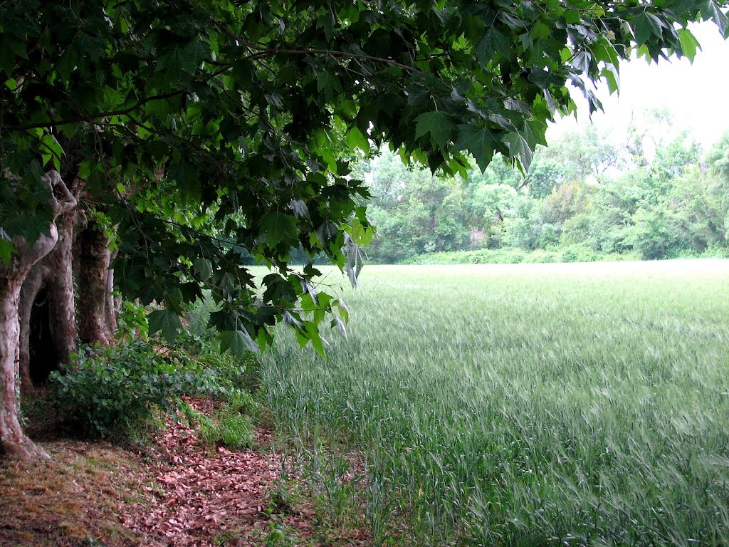 Clairière - Saint-Clément by vinc107