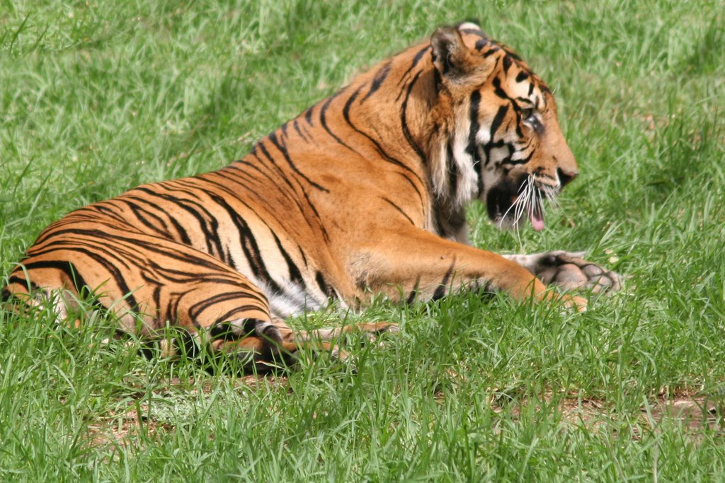 Australian Safari: Sumatran Tiger by Ian Stehbens