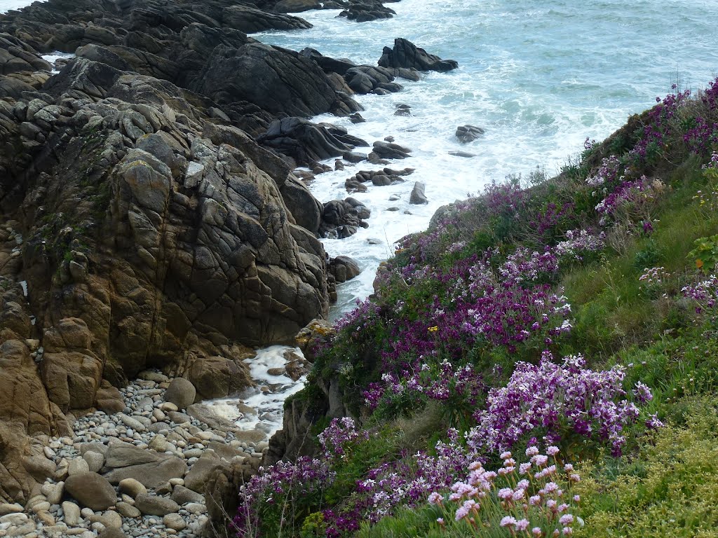 Les fleurs qui vivent avec les embruns. by justine