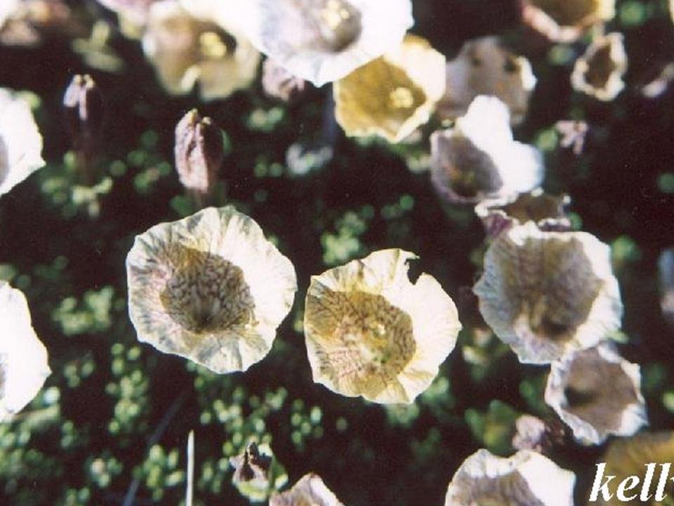 Petunia Patagonica ( Flor ) by kelly Davico